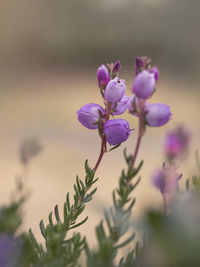 Close-up of purple flowering plant