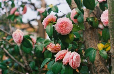 Close-up of pink roses blooming outdoors