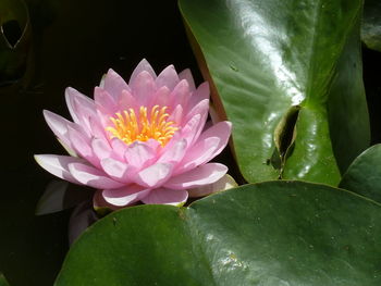 Close-up of lotus water lily