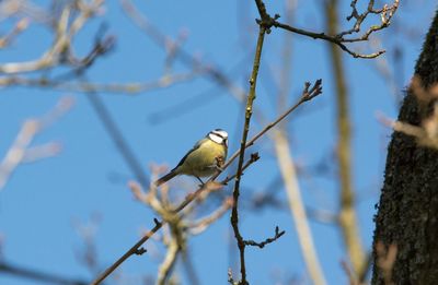 Low angle view of blue tit perching on tree