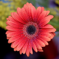 Close-up of pink flower blooming outdoors