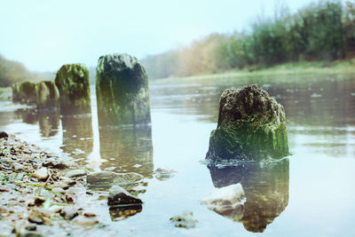 Reflection of trees in water