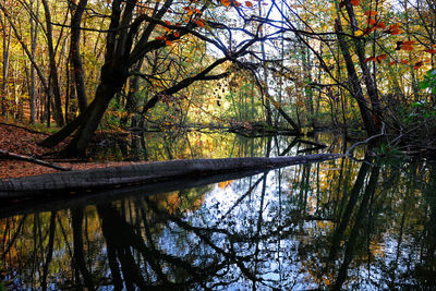 Reflection of trees in lake