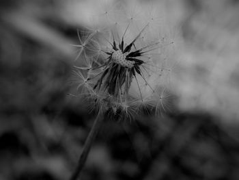 Close-up of dandelion