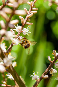 Bee pollinating on white flowers of cordyline australis flowers, commonly known as the cabbage tree.