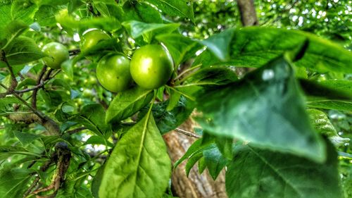 Close-up of fruits on tree