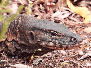 Close-up of lizard on field