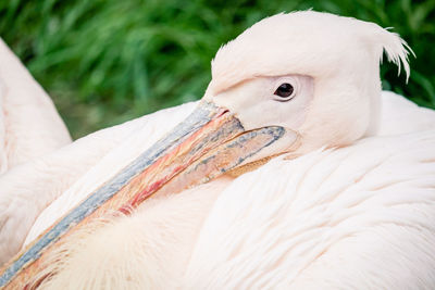 Close-up of white bird