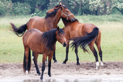 Horses standing in ranch