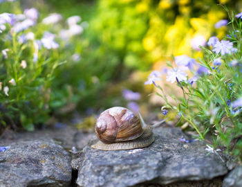 Close-up of snail on flower