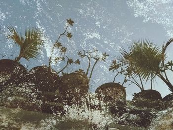 Low angle view of palm trees against sky