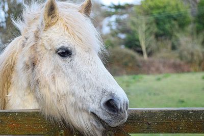 Close-up of horse on field