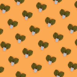 Full frame shot of orange plants