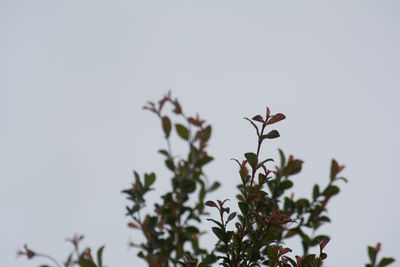 Close-up of plant