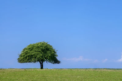 Trees on field against clear blue sky