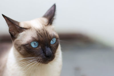 Close-up of cat