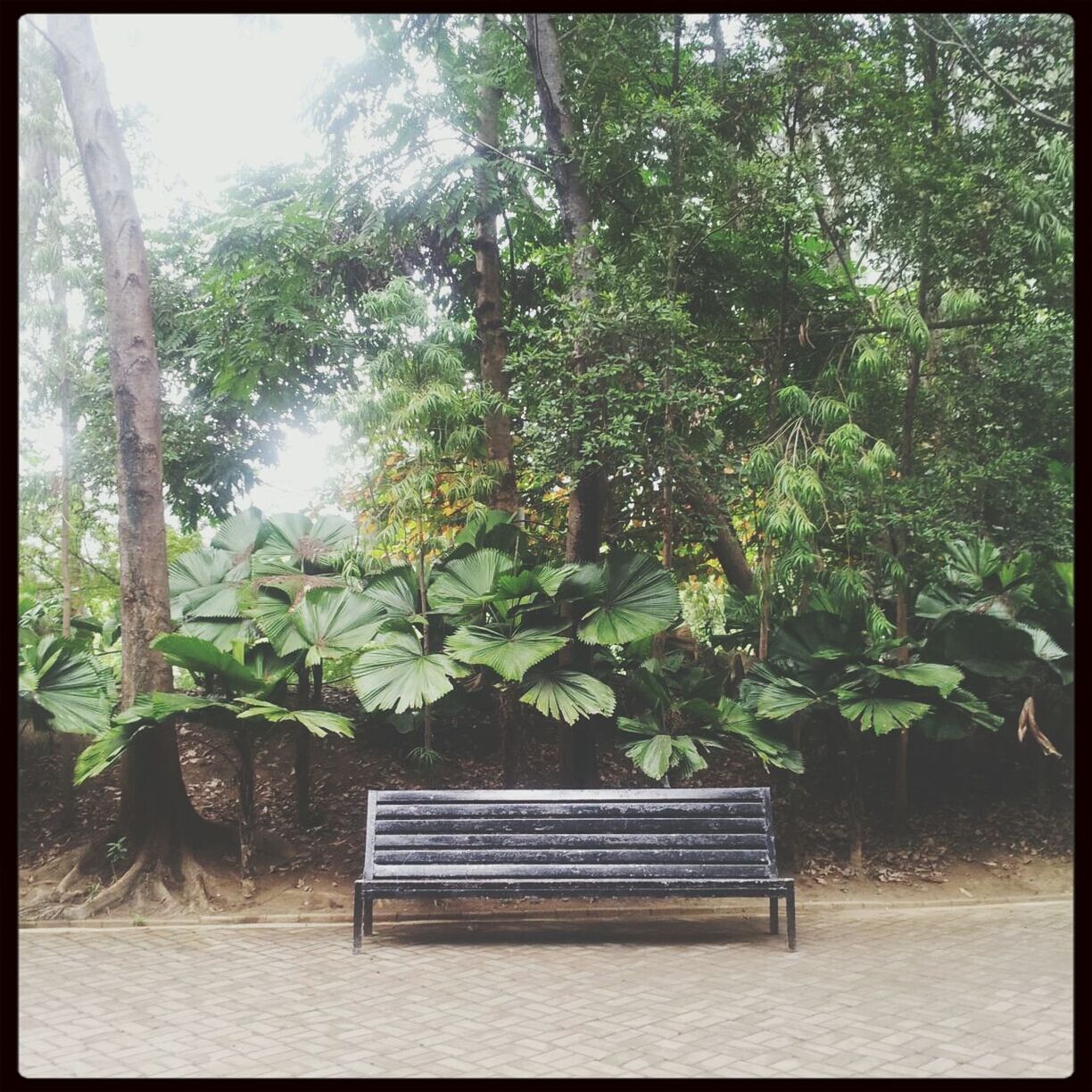 transfer print, tree, auto post production filter, growth, sunlight, green color, nature, tranquility, day, branch, beauty in nature, park - man made space, bench, plant, outdoors, no people, tranquil scene, leaf, lush foliage, forest