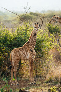 Giraffe standing on land