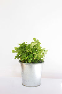 Close-up of potted plant against white background