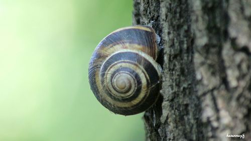 Close-up of snail