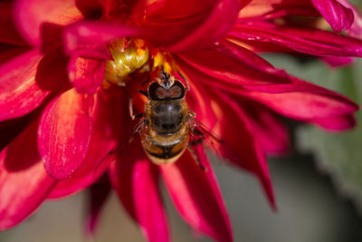 Close-up of bee pollinating on red flower