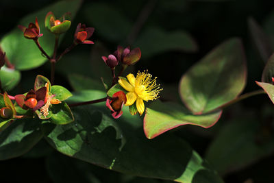 Close-up of yellow flowering plant