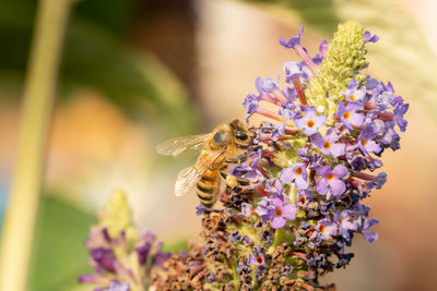 Close-up of bee pollinating on purple flower