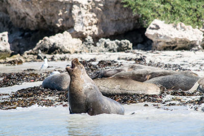 Seals at beach