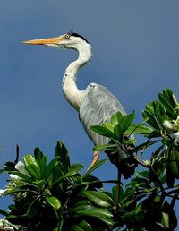 Bird in water