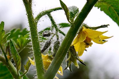 Close-up of plants during winter