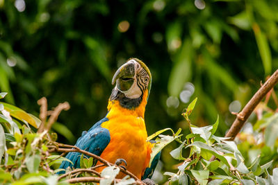 Gold and blue macaw perching on branch