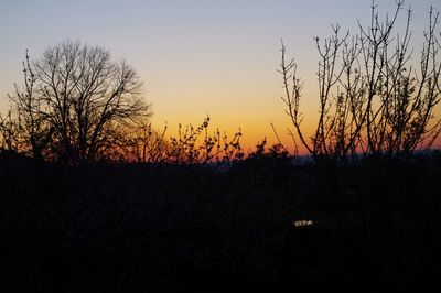 Silhouette of bare trees at sunset