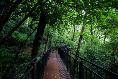 Footbridge amidst trees in forest