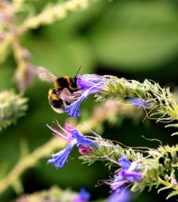 Close-up of bee pollinating on purple flower