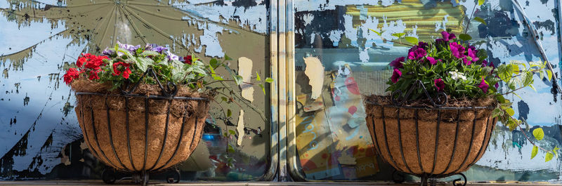 Close-up of potted plants