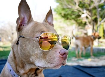 Portrait of dog by sunglasses