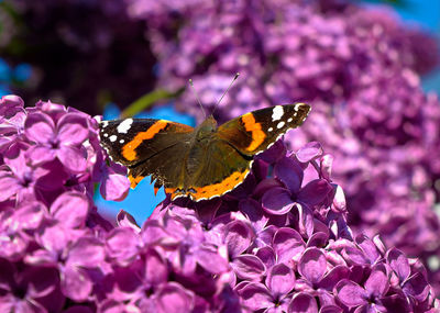 Close-up of butterfly pollinating on purple flower