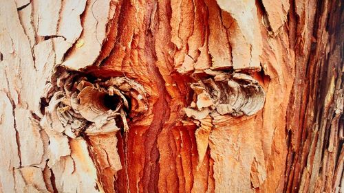 Close-up of lizard on tree trunk