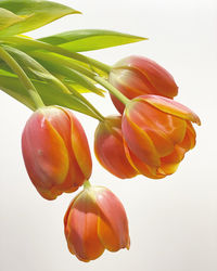 Close-up of orange tulips against white background