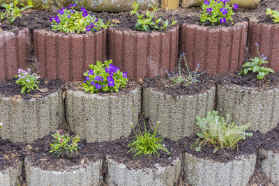 High angle view of potted plants in pot
