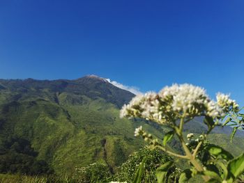 Scenic view of mountains against clear blue sky