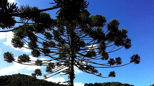 Low angle view of trees against blue sky