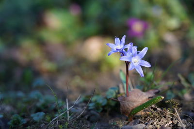 Close-up of purple flowering plant on field