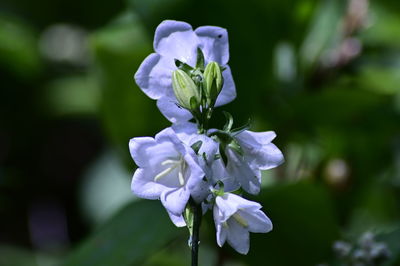 Close-up of white flowering plant