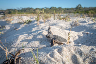 Sea turtle hatchling at beach