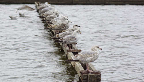 Seagull perching on wooden post in lake