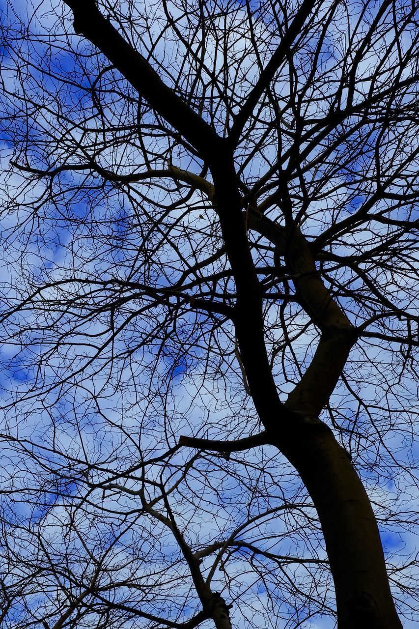 LOW ANGLE VIEW OF BARE TREE AGAINST CLEAR SKY