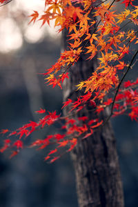 Red maple leaves on tree trunk