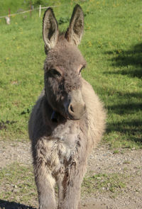 Portrait of sheep on field