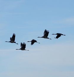 Low angle view of birds flying in sky